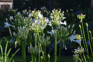 Agapanthus 'Bridal bouquet' (bladhoudend)