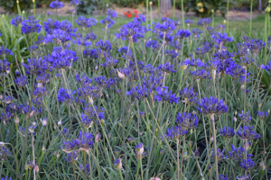 Agapanthus 'Brilliant blue ®' (bladhoudend)