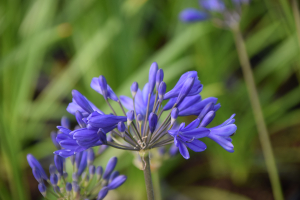 Agapanthus 'Brilliant blue ®' (bladhoudend)