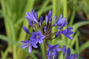 Agapanthus 'Brilliant blue ®' (bladhoudend)