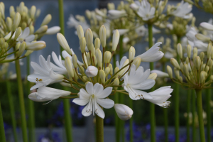 Agapanthus 'Cambridge' (bladverliezend)