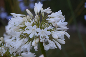 Agapanthus 'Cambridge' (bladverliezend)