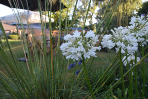 Agapanthus 'Cambridge' (bladverliezend)