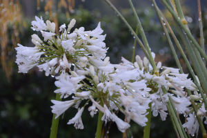 Agapanthus 'Cambridge' (bladverliezend)