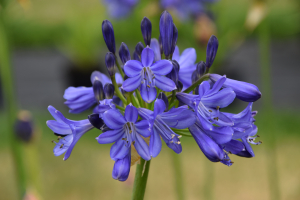 Agapanthus 'Carta' (à feuillage caduque)