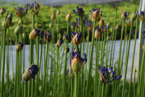 Agapanthus 'Carta' (à feuillage caduque)