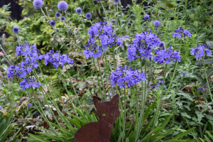 Agapanthus 'Carta' (bladverliezend)