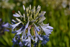 Agapanthus 'Cascade Crystal' (bladverliezend)