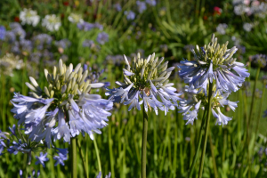 Agapanthus 'Cascade Crystal' (bladverliezend)