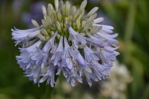 Agapanthus 'Cascade Crystal' (bladverliezend)