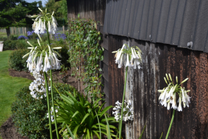 Agapanthus 'Cascade diamond' (bladverliezend)