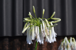 Agapanthus 'Cascade diamond' (bladverliezend)