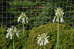 Agapanthus 'Cascade diamond' (bladverliezend)