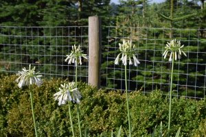 Agapanthus 'Cascade diamond' (bladverliezend)