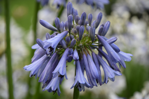 Agapanthus 'Celebration' (bladverliezend)