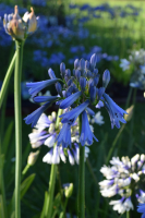 Agapanthus 'Celebration' (bladverliezend)