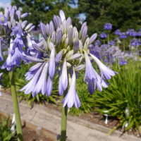 Agapanthus 'Celebration' (bladverliezend)