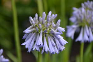 Agapanthus 'Celebration' (bladverliezend)