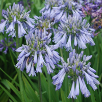 Agapanthus 'Celebration' (bladverliezend)