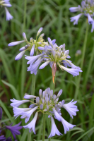 Agapanthus 'Celebration' (bladverliezend)