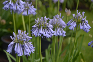 Agapanthus 'Celebration' (bladverliezend)