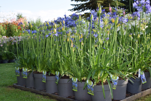 Agapanthus 'Charlotte ®' (bladhoudend)