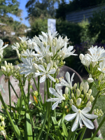 Agapanthus 'Christa' (bladhoudend)