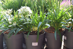 Agapanthus 'Christa' (bladhoudend)