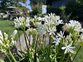 Agapanthus 'Christa' (bladhoudend)