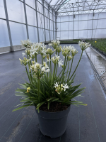 Agapanthus 'Christa' (bladhoudend)