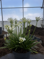 Agapanthus 'Christa' (bladhoudend)