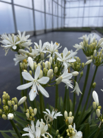 Agapanthus 'Christa' (bladhoudend)
