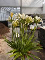 Agapanthus 'Christa' (bladhoudend)