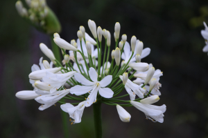 Agapanthus 'Cordoba' (bladhoudend)