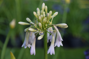 Agapanthus 'Crystal drop' (bladverliezend)