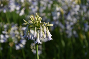 Agapanthus 'Crystal drop' (bladverliezend)