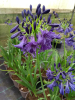 Agapanthus 'Dark silk' (bladverliezend)