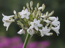 Agapanthus 'Glacier stream' (bladverliezend)