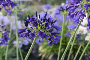 Agapanthus 'Delfts blauw' (bladverliezend)