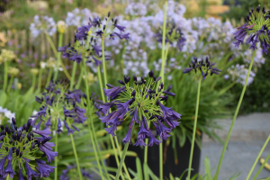 Agapanthus 'Delfts blauw' (à feuillage caduque)