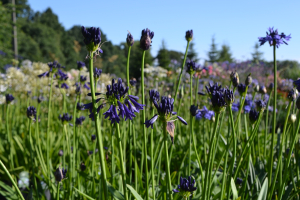 Agapanthus 'Delfts blauw' (bladverliezend)