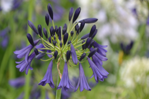 Agapanthus 'Delfts blauw' (bladverliezend)