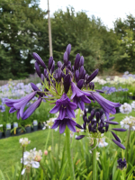 Agapanthus 'Delfts blauw' (à feuillage caduque)