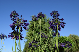 Agapanthus 'Delfts blauw' (bladverliezend)