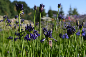 Agapanthus 'Delfts blauw' (bladverliezend)