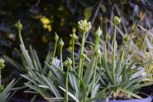 Agapanthus 'Double diamond ®' (bladhoudend)