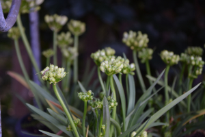 Agapanthus 'Double diamond ®' (bladhoudend)