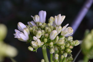 Agapanthus 'Double diamond ®' (bladhoudend)