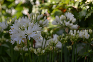 Agapanthus 'Double diamond ®' (bladhoudend)