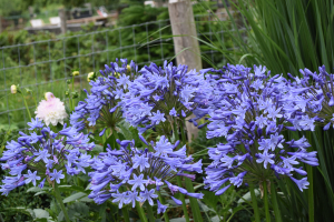 Agapanthus 'Dr. Brouwer' (bladverliezend)